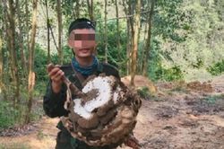 Tìm thấy một thi thể trong rừng, nghi là nam thanh niên mất tích khi đi săn tổ ong