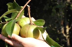 Có một loài cây quý như 'vàng lỏng' ở Bình Liêu