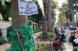 Quận 5 lý giải việc quấn cỏ nhựa lên nghìn trụ điện, cột đèn chiếu sáng