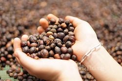 EU tăng nhập khẩu cà phê từ thị trường Việt Nam