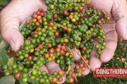Giá tiêu hôm nay 22/9: Nguồn cung tiêu trong nước 6 tháng tới rất thấp