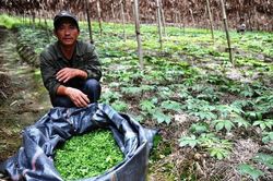 Cần mở rộng diện tích trồng dược liệu theo nhu cầu thị trường