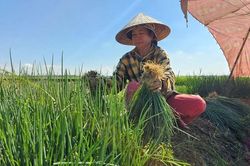 Thoát nghèo từ cây hành lá