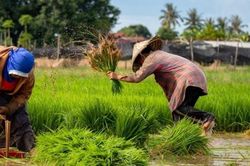 Thái Lan: El Nino khiến sản lượng gạo giảm, giá tăng