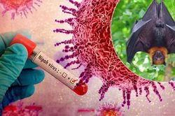 Những điều cần biết về virus Nipah có tỷ lệ tử vong lên tới 75%