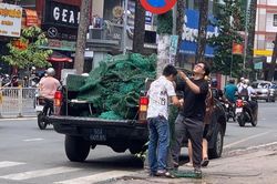Quận 5 bắt đầu tháo gỡ cỏ nhựa quấn cột điện, trụ đèn