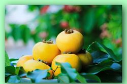 Trăng vàng nở chín trên cây…