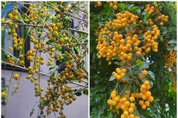 Bất ngờ cây dại 'cho không ai lấy' lên Hà Nội 'hốt' tiền triệu