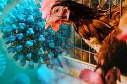 Báo động dịch cúm gia cầm tại Nam Phi