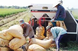 Giá lúa gạo hôm nay ngày 24/9 và tổng kết tuần qua: Giảm kéo dài trong tuần, cuối tuần bật tăng