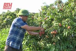 Ngọc Lặc tích tụ ruộng đất phát triển nông nghiệp quy mô lớn