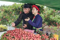 Chuyển đổi số 'chắp cánh' cho sản phẩm OCOP Bắc Giang đến thị trường trong và ngoài nước