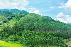 Tín chỉ carbon: Công cụ kinh tế hiệu quả trong bảo vệ môi trường