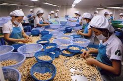Xuất khẩu điều sang Mỹ và Trung Quốc tăng trưởng hơn 30%