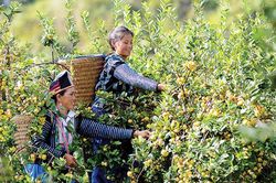 Đồng bào dân tộc miền núi 'mỏi mắt ' chờ tiêu thụ sản phẩm