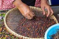 Giá tiêu hôm nay 25/9: Lo ngại thiếu hụt nguồn cung đến tháng 4/2024