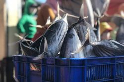 Quảng Bình khẩn trương khắc phục những hạn chế trong chống khai thác IUU