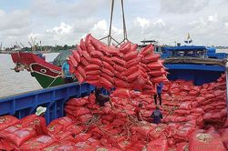 Thời cơ vàng cho lúa gạo Việt Nam