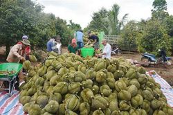 Đắk Lắk: Sầu riêng được mùa, được giá, nông dân phấn khởi