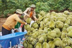 Sầu riêng được giá, nông dân bội thu