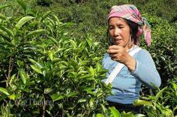 Việt Nam là nhà cung cấp chè lớn thứ 23 cho thị trường Anh