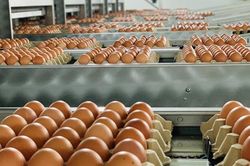 Dự kiến phương thức phân giao hạn ngạch nhập khẩu muối, trứng gia cầm năm 2024