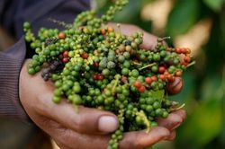 Giá tiêu hôm nay 26/9: Tiêu Việt Nam chiếm thị phần lớn nhất EU