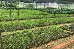 Đời sống người dân tộc thiểu số 'thay da đổi thịt' nhờ cây dược liệu