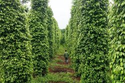 Giá tiêu hôm nay 27/9: Giảm 2 ngày liên tiếp, đâu là nguyên nhân?