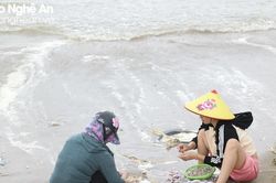 Người dân Cửa Lò đổ xô đi nhặt 'lộc biển' dạt vào bờ sau mưa lớn