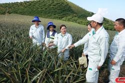 Khuyến nông hỗ trợ nông dân làm chủ trên cánh đồng