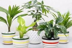 3 chiêu phong thủy đơn giản giúp bạn luôn thoải mái bình an khi về nhà, ngôi nhà mang lại nhiều may mắn, nhiều tài lộc