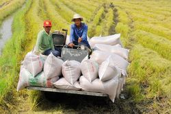 Giá gạo xuất khẩu của Việt Nam tăng trở lại, vẫn vượt xa Thái Lan