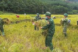 Quảng Bình 'gặt' mùa vàng thắm thiết tình quân - dân