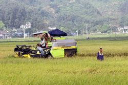 Đại Từ: Phấn đấu gieo trồng gần 2.700ha cây vụ đông