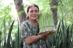 Liên kết chuỗi măng tây xanh giúp thoát nghèo bền vững cho người dân Ninh Phước