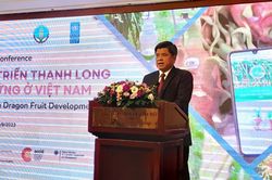 Xuất khẩu thanh long được dự báo gặp nhiều thách thức