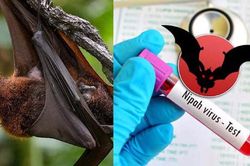 Virus Nipah bùng phát ở Ấn Độ, TP.HCM giám sát người từ vùng dịch