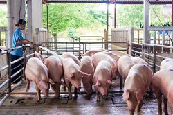 Giá heo hơi hôm nay 29/9: Đã về sát giá thành chăn nuôi, điều gì khiến giá liên tục giảm?