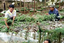 Kon Tum: Xây dựng và phát triển Sâm Ngọc Linh thành ngành kinh tế mũi nhọn có giá trị kinh tế cao