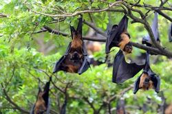 TP Hồ Chí Minh giám sát 24/24h người nhập cảnh để phát hiện sớm bệnh do virus Nipah