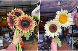 Chị em săn lùng ráo riết hoa hướng dương đột biến đẹp như tranh vẽ