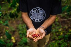 Giá cà phê hôm nay 30/9: Cà phê Việt thiếu hụt, vì sao giá vẫn giảm?