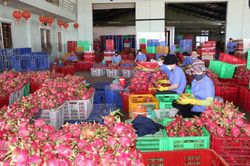 Hiệp định EVFTA giúp mang lại giá trị bền vững cho nông sản xuất khẩu
