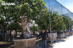Món nợ 600 triệu đồng khi góp vốn đầu tư cây cảnh?