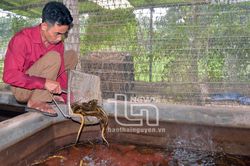 Hiệu quả bước đầu từ nuôi lươn thương phẩm