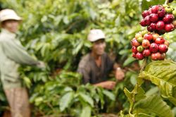 Giá cà phê hôm nay 30/9: Xuất khẩu cà phê Việt Nam chạm đáy 10 năm