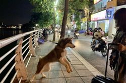 Những cái chết thương tâm vì bệnh dại
