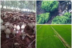 3 đặc sản trời cho giúp nông dân 'hốt bạc'