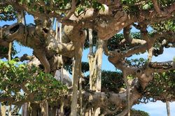 Chiêm ngưỡng dàn 'quái cây' bonsai ít người dám hỏi giá